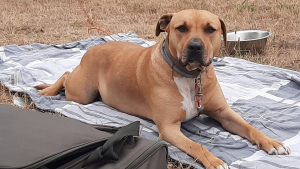 Illustration : Le parcours tumultueux d'un chien confié à un dogsitter et s'étant retrouvé au refuge au grand dam de sa maîtresse