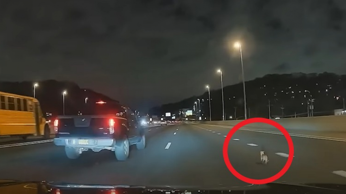Illustration : "Des automobilistes tentent de capturer un Chihuahua courant à vive allure au beau milieu d’une autoroute (vidéo)"