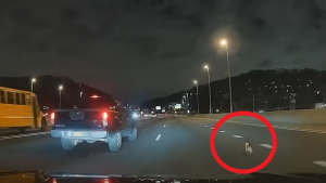 Illustration : Des automobilistes tentent de capturer un Chihuahua courant à vive allure au beau milieu d’une autoroute (vidéo)