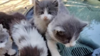 Illustration : Une fratrie de chatons en quête de chaleur et un congénère orphelin décident de former une seule et même famille