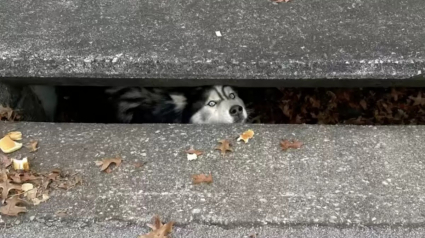 Illustration : Un Husky un peu trop curieux se retrouve coincé dans un avaloir et attend désespérément les secours