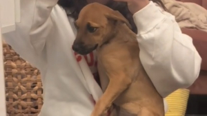 Illustration : La transformation touchante d'un chiot terrifié secouru à l'étranger et ne demandant qu'à être aimé (vidéo)