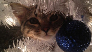 Illustration : "20 photos confirmant que la relation entre les chats et les sapins de Noël est inévitablement tumultueuse"