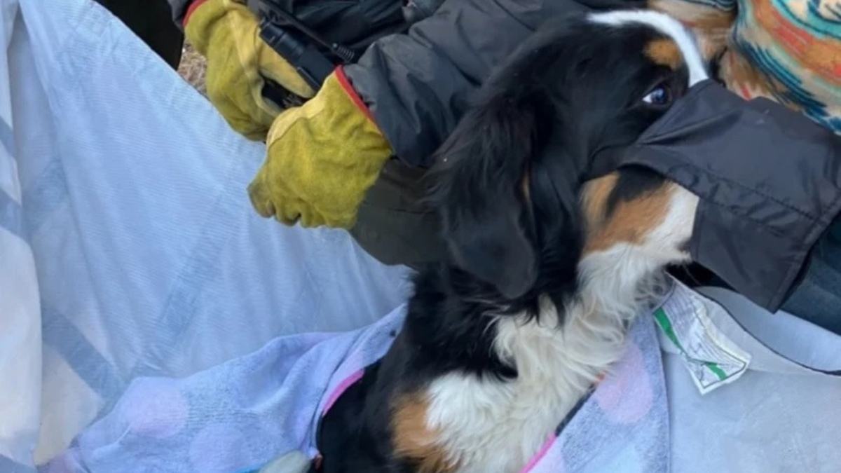 Illustration : "Un vétérinaire célèbre tente de sauver la patte de Nova, une chienne retrouvée blessée par des randonneurs en montagne"