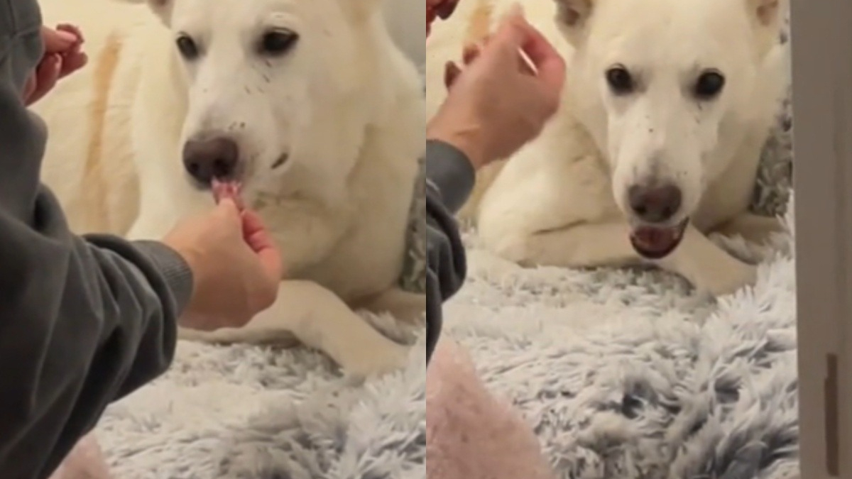 Illustration : "La réaction touchante d'un chien de 10 ans maltraité par le passé qui découvre un steak pour la première fois de sa vie (vidéo)"