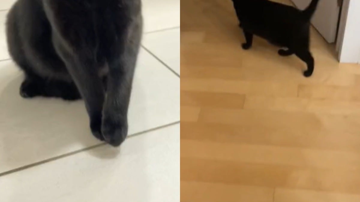 Illustration : "Ce chat qui boitait devant sa maîtresse a retrouvé une démarche normale en comprenant qu’elle l'amenait chez le vétérinaire (vidéo)"