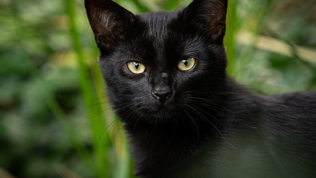 Illustration : "Un miaulement nocturne révèle le périple inattendu d'une chatte perdue des mois plus tôt loin de son pays"