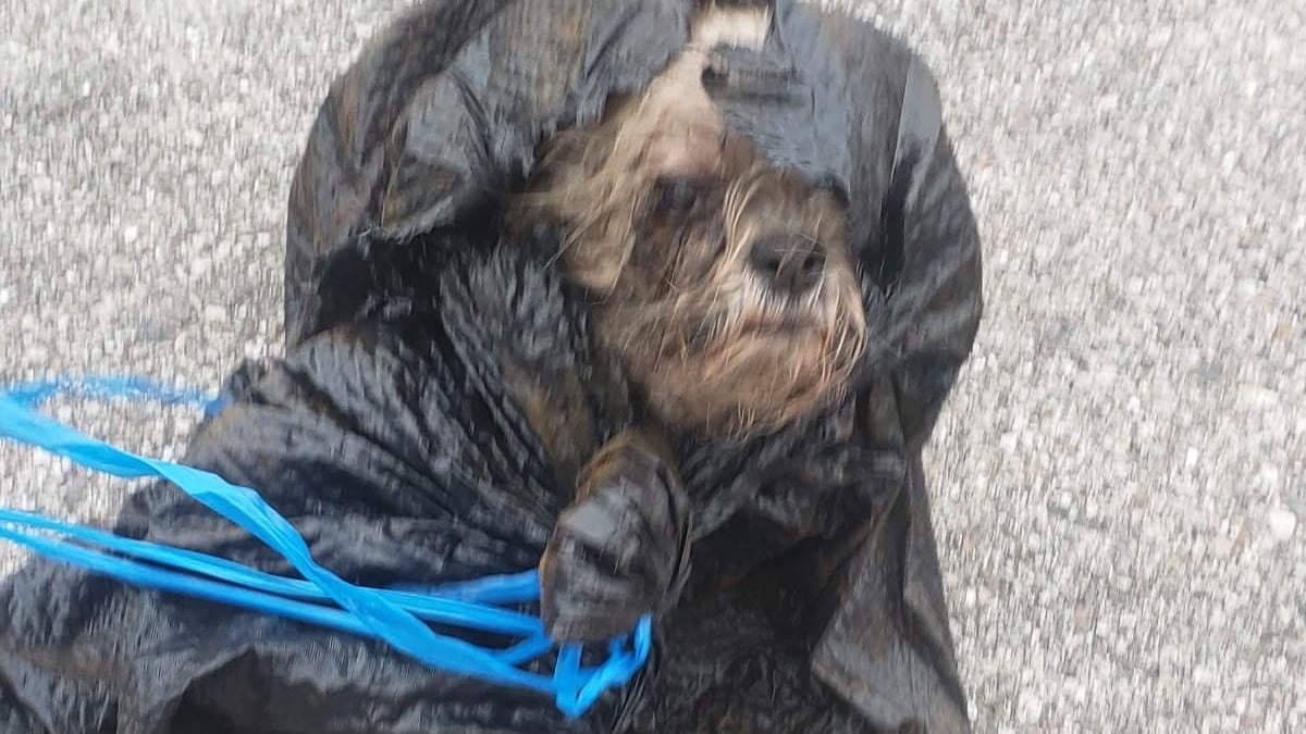Illustration : "Ses voisins décédés, il décide d'emballer leur chien vivant dans un sac poubelle pour le jeter aux ordures avant de se faire repérer par la vidéosurveillance"