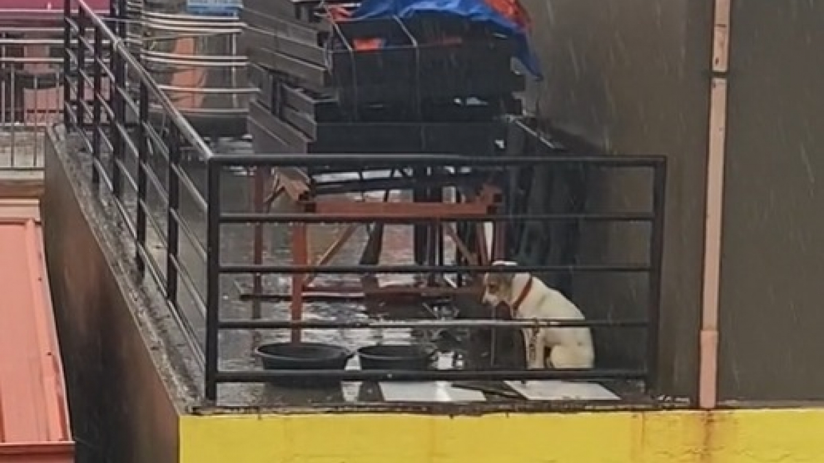Illustration : "La vidéo déchirante d’un chien seul sous la pluie battante brise le cœur des internautes"