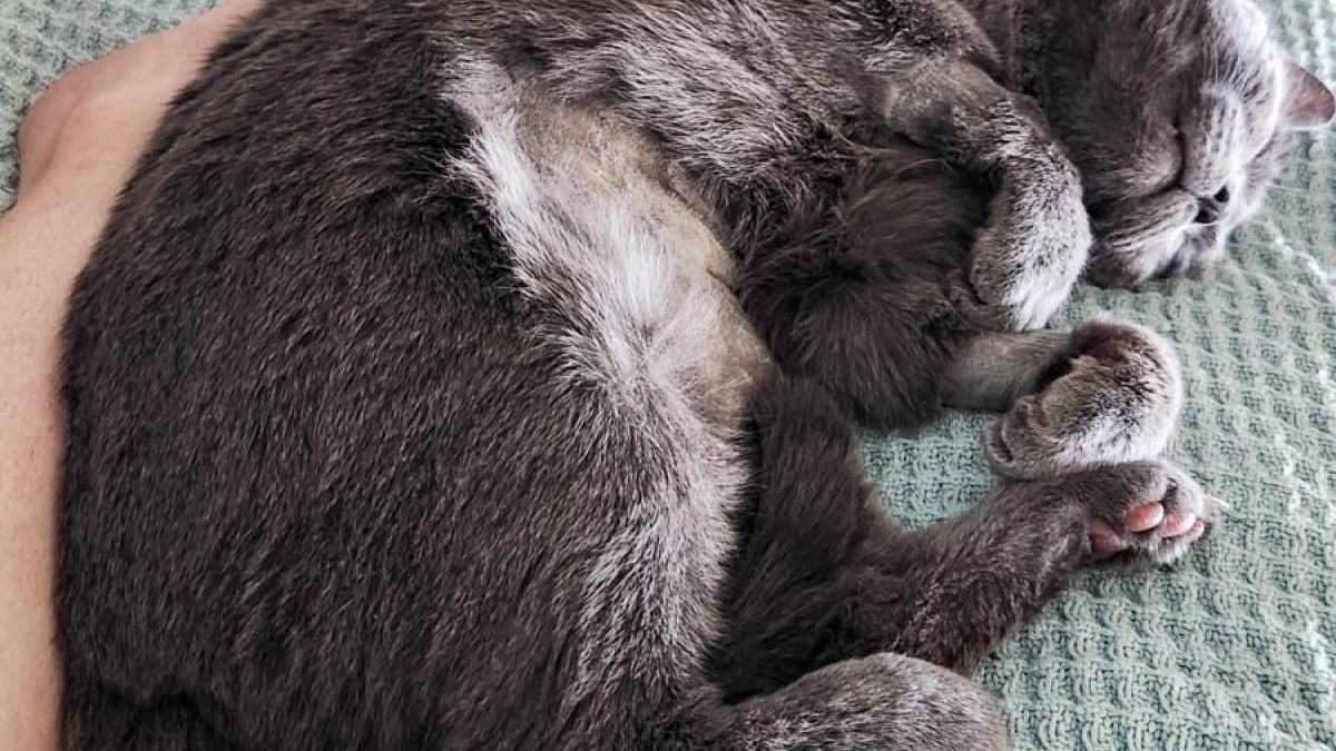 Illustration : "Ce chat cherche du répit après avoir vécu le décès de son maître et souffert d’une maladie grave"