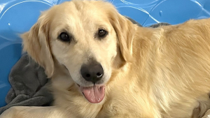 Illustration : Une maman Golden Retriever se voit proposer 3 petits canidés sauvages appartenant à une espèce menacée avec pour mission de les sauver