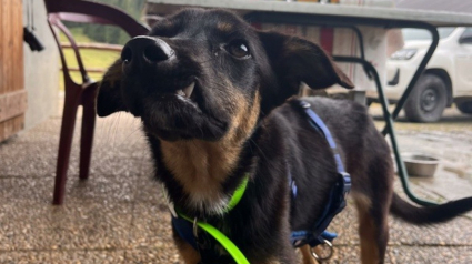 Illustration : Un chien avec la mâchoire de travers fait preuve d'un courage exemplaire et rêve de croquer la vie à pleines dents