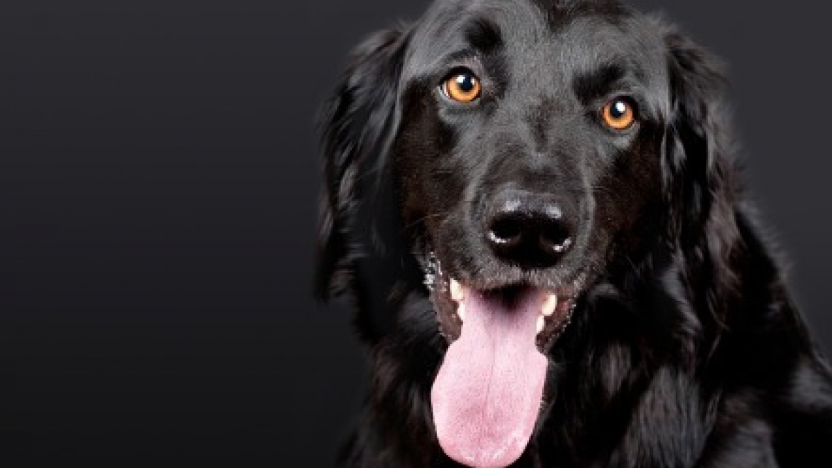 Illustration : "11 règles d'or à respecter avant d'approcher un chien pour la première fois"