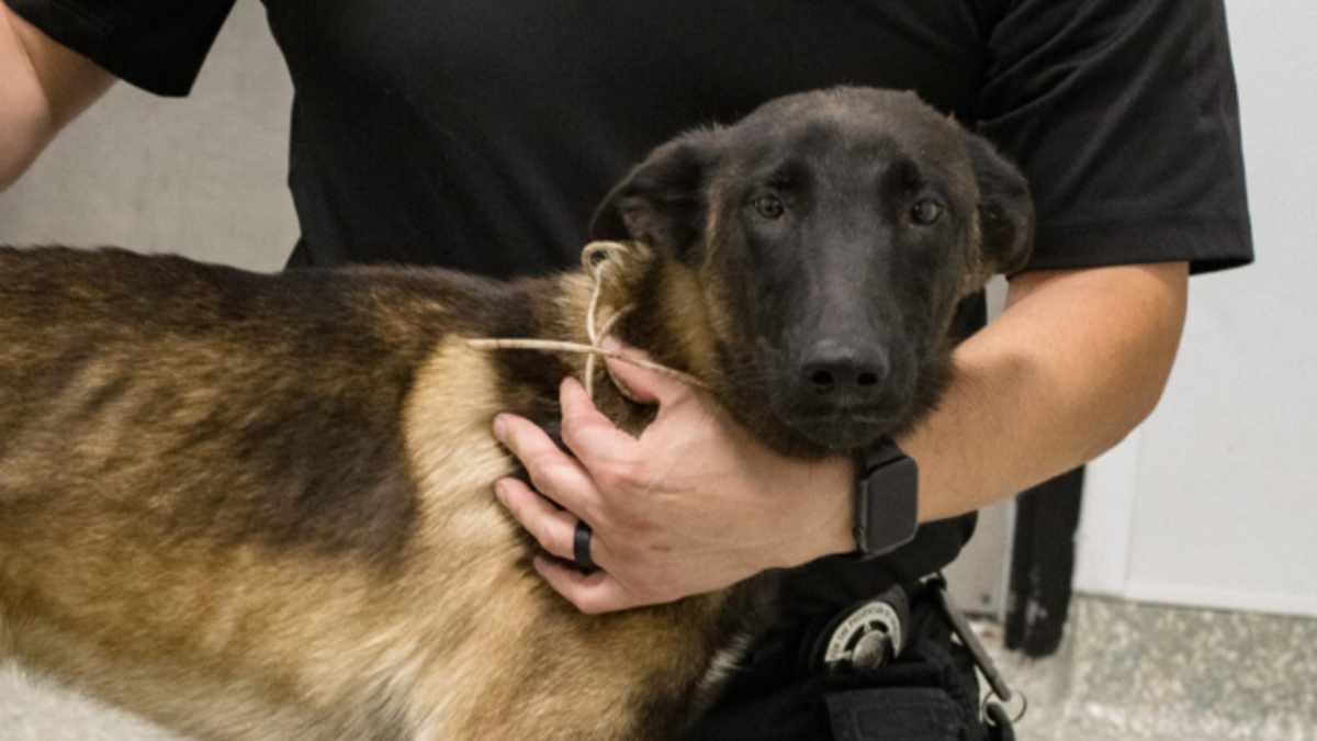 Illustration : "Un jeune Malinois battu à coups d'haltère et de pied entrevoit la fin du cauchemar grâce à un témoin"