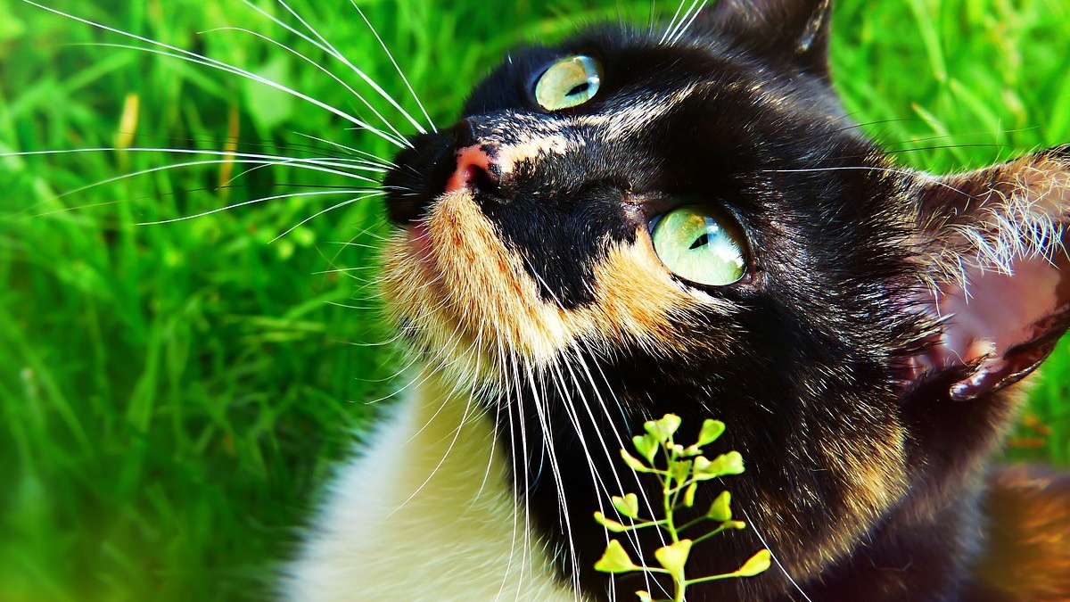 Illustration : "Zolux consolide son engagement pour l'écologie en proposant des produits éco-conçus pour chats et petits mammifères"