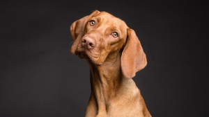 Illustration : 6 idées-reçues à propos des chiens, auxquelles il ne faudrait vraiment pas prêter attention