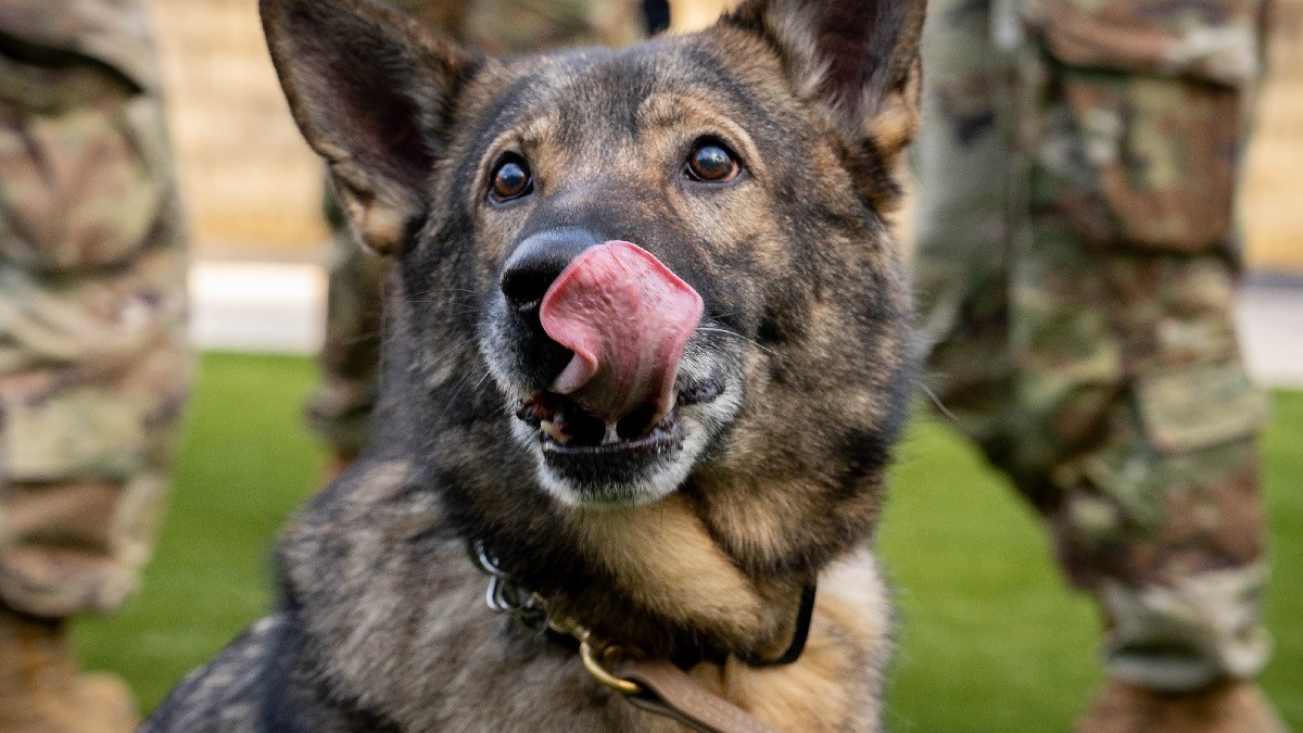 Illustration : "Zorro le chien militaire à la retraite retrouve son ancienne maîtresse et commence une nouvelle vie"