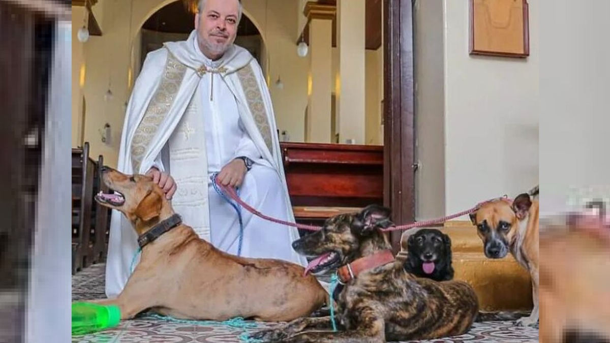 Illustration : "18 photos de chiens de refuges proposés à l'adoption lors de la messe d'un prêtre amoureux des animaux"