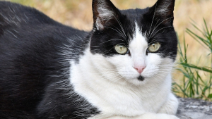 Illustration : A la recherche de sa chatte disparue, elle réalise 6 ans après qu'un double sauvetage l'attend
