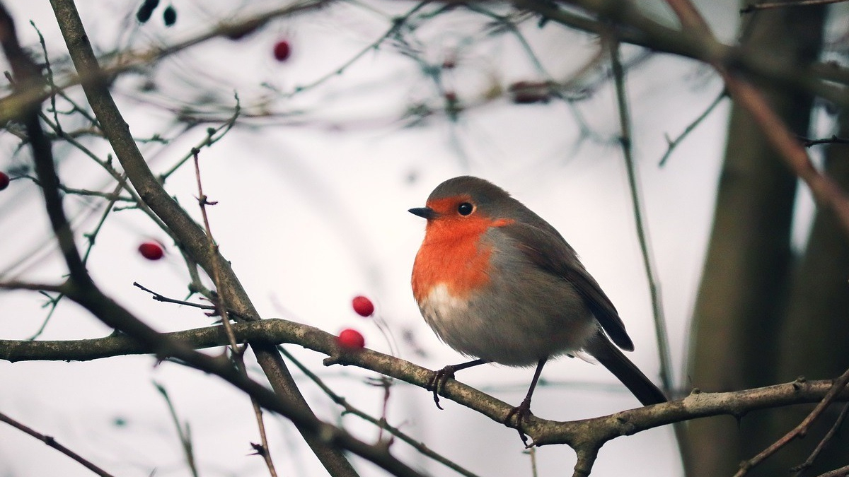 Illustration : "Hamiform lance de nouveaux aliments et accessoires premium pour accueillir idéalement les oiseaux du ciel en hiver"