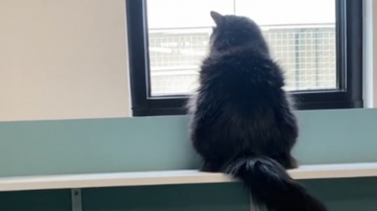 Illustration : La petite attention d'un donateur change le quotidien d'une chatte de refuge triste et timide (vidéo)