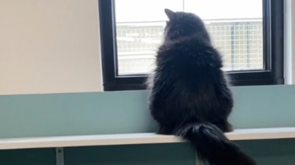 Illustration : La petite attention d'un donateur change le quotidien d'une chatte de refuge triste et timide (vidéo)