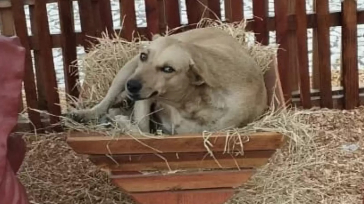 Illustration : "Caramelo, une petite chienne pragmatique, a trouvé un endroit insolite pour faire la sieste"