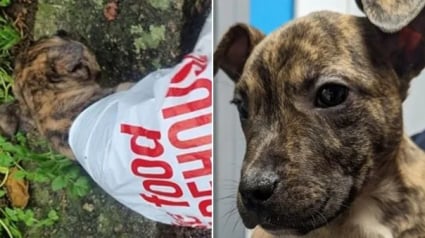 Illustration : Jeté dans un sac plastique sur un parking de Londres, ce petit chien à 3 pattes est un miraculé de Noël