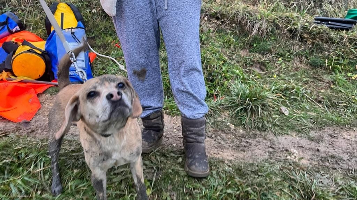 Illustration : "Après sa chute vertigineuse d’une falaise, ce petit chien a pu compter sur la mobilisation de sauveteurs au grand cœur"