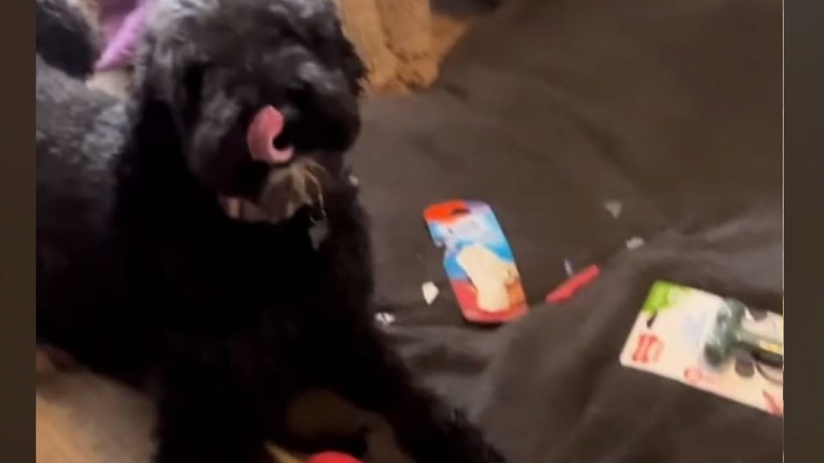 Illustration : "Impatients de découvrir leurs cadeaux de Noël, ces 2 Labradoodles réservent une désagréable surprise à leur maîtresse (vidéo)"