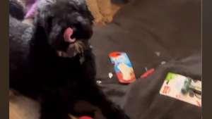 Illustration : "Impatients de découvrir leurs cadeaux de Noël, ces 2 Labradoodles réservent une désagréable surprise à leur maîtresse (vidéo)"