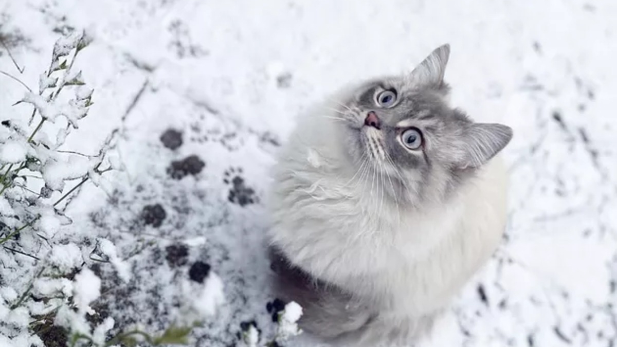 Illustration : "15 photos capturant le bonheur des chats lors de leur première rencontre avec la neige"