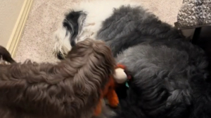 Illustration : L'astuce infaillible d'un chien épuisé pour échapper aux invitations au jeu de son infatigable congénère (vidéo)
