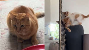 Illustration : Un chat n'ayant jamais eu affaire à des chatons se découvre une vocation en rencontrant de jeunes congénères orphelins (vidéo)