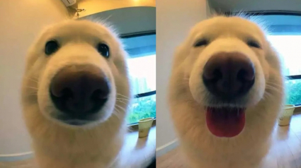 Illustration : 13 photos de chiens et de chats qui ont de la bonne humeur en surplus &agrave; vous offrir