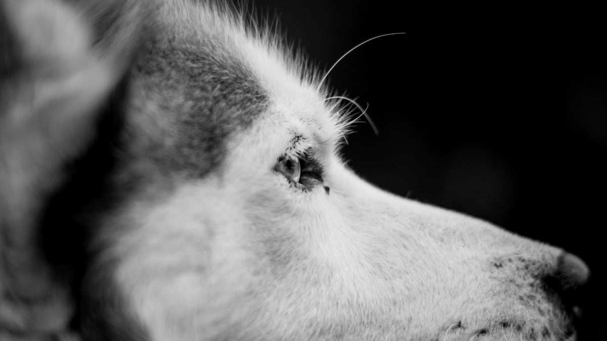 Illustration : "De nombreuses questions en suspens concernant un Husky retrouvé le lendemain de sa fugue à 300 kilomètres de chez lui"