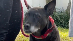 Illustration : L'acte courageux d'un chien apporte du réconfort à une mère de famille célibataire dont la maison est partie en fumée