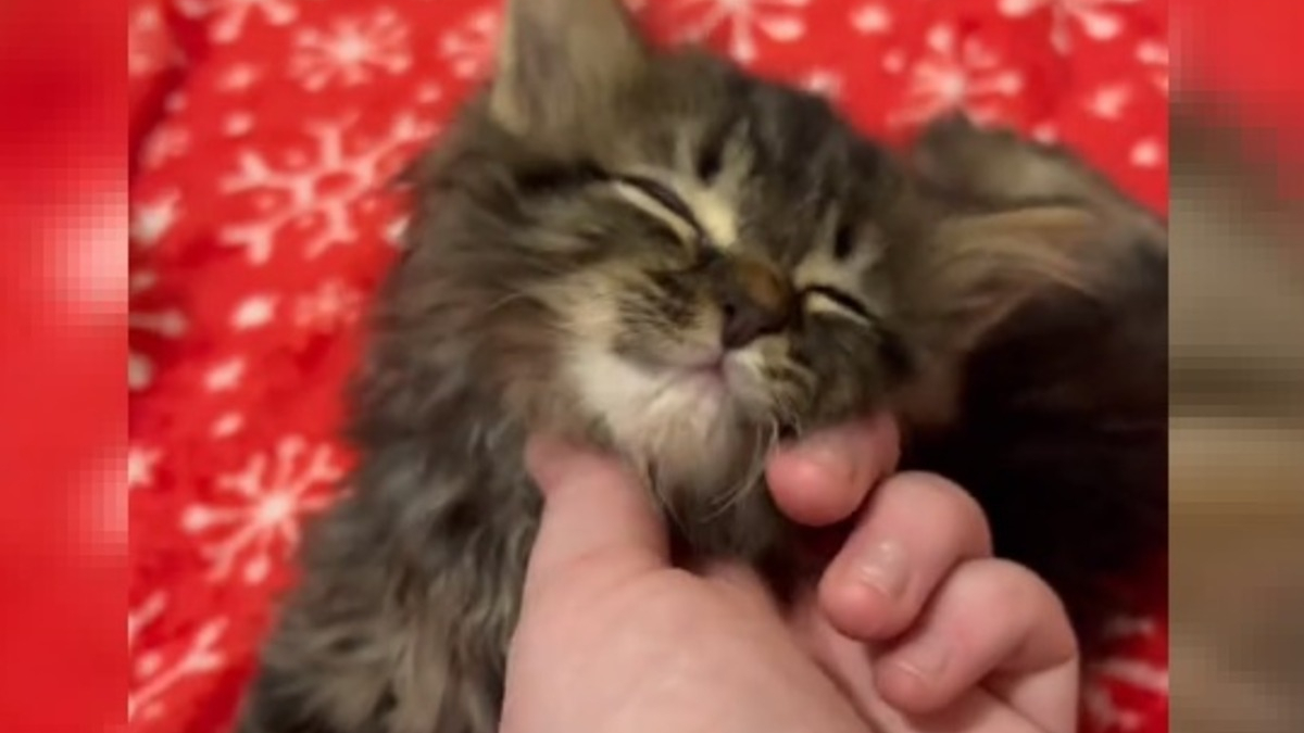 Illustration : "Le combat touchant d'un chaton à la démarche chancelante pour mener une vie normale (vidéo)"