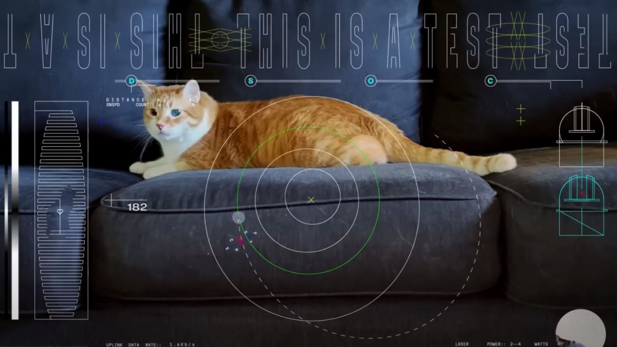 Illustration : "Taters, un adorable chat roux, est la star d’une vidéo diffusée depuis l’espace lointain par la NASA (vidéo)"