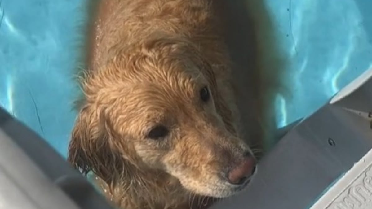 Illustration : "Depuis qu’il a compris qu’il pouvait nager, ce Golden Retriever refuse de sortir de l’eau (vidéo)"