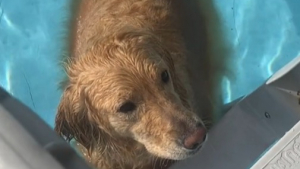 Illustration : "Depuis qu’il a compris qu’il pouvait nager, ce Golden Retriever refuse de sortir de l’eau (vidéo)"