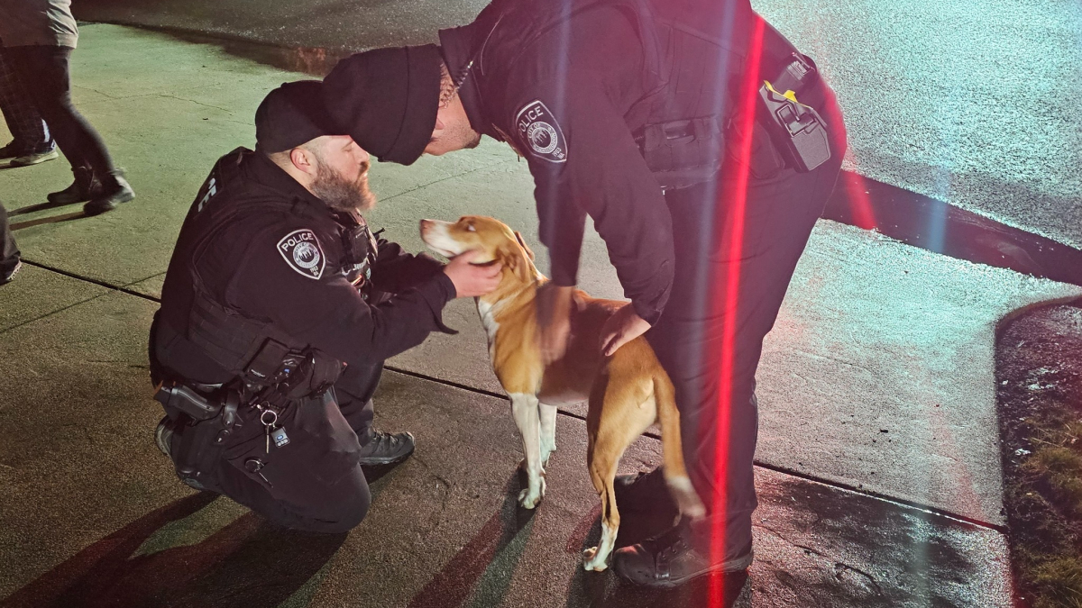 Illustration : "Alors qu’un incendie se déclare chez son voisin, cette chienne croisée Labrador/Berger Australien a une réaction héroïque"