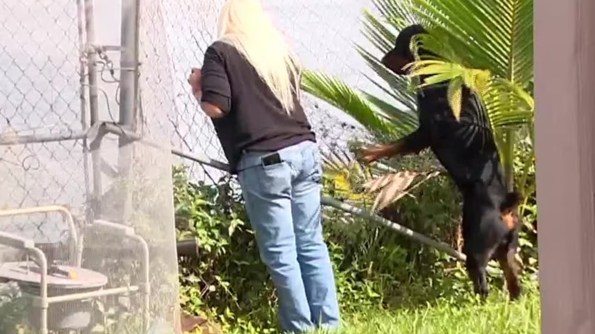 Illustration : "Une femme prend courageusement la défense de son Rottweiler attaqué par un alligator affamé"
