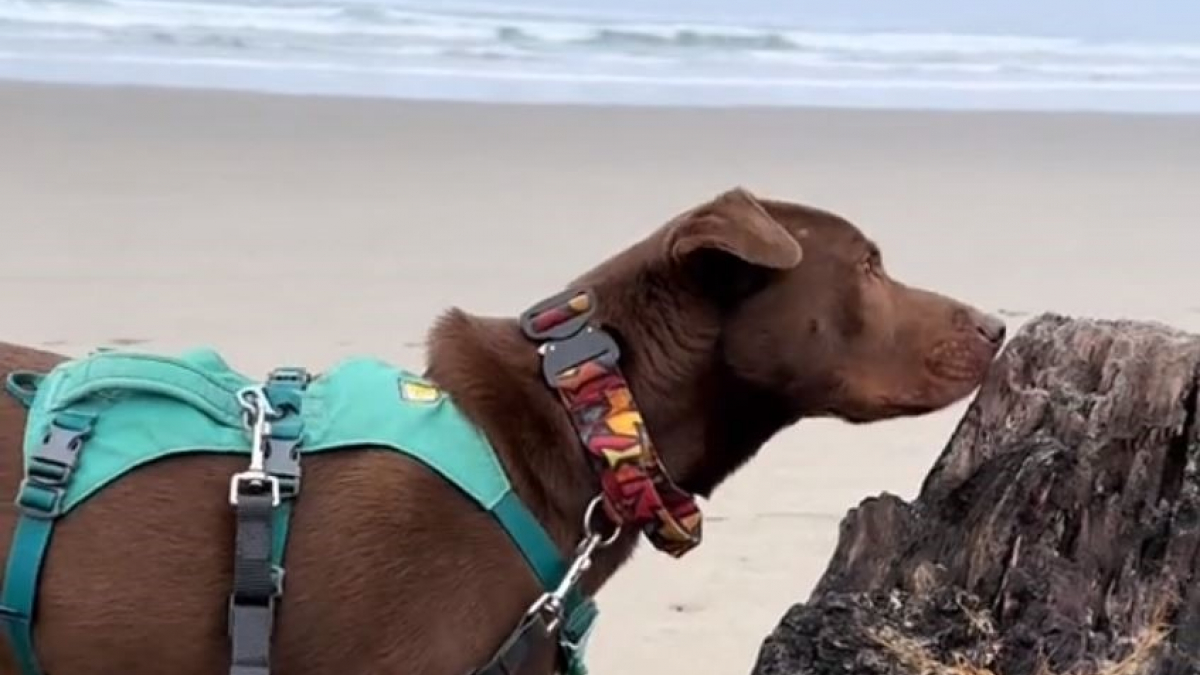 Illustration : "Une jeune femme emmène son chien voir la mer pour la première fois et son adorable réaction fait fondre le cœur des internautes (vidéo)"