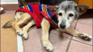 Illustration : "En fêtant son 24e anniversaire, Lilly, une petite chienne croisée rescapée d’une aire d’autoroute, est certainement devenue « le plus vieux chien du monde »"