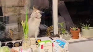 Illustration : La compilation TikTok hilarante d'une chatte décidée à forcer l'entrée de sa voisine (vidéo)