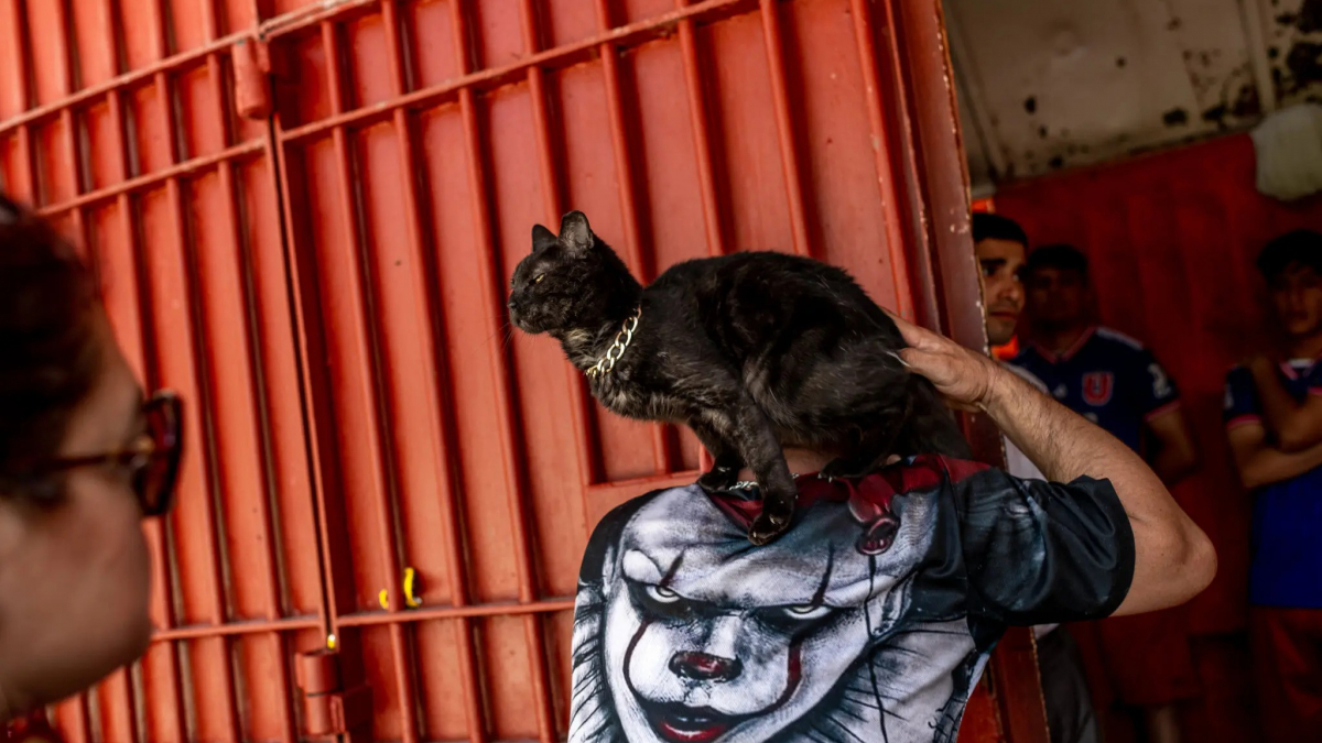 Illustration : "Dans cette prison surpeuplée, les détenus trouvent du réconfort auprès de centaines de chats errants"