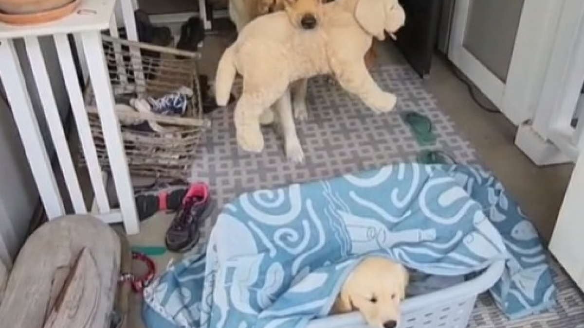 Illustration : "Le bonheur d’un Golden Retriever lorsqu’il comprend que sa peluche préférée a été remplacée par un vrai chiot (vidéo)"