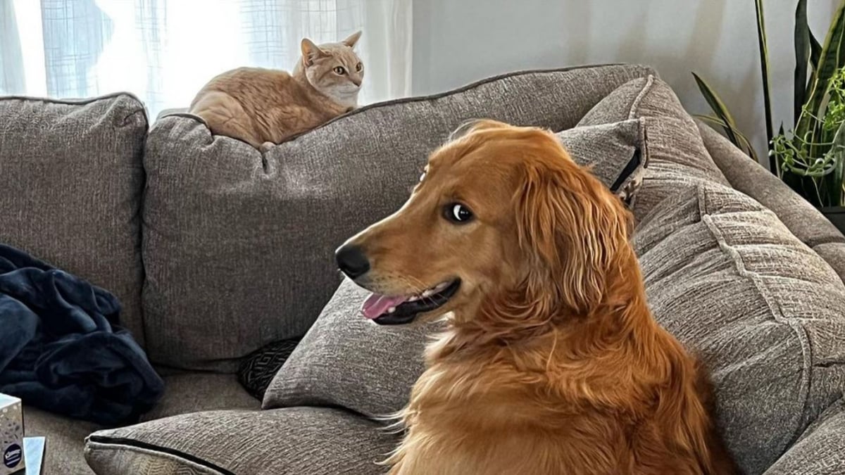 Illustration : "La vidéo de ce Golden Retriever qui imite le comportement de son frère chat a réjoui de nombreux internautes (vidéo)"