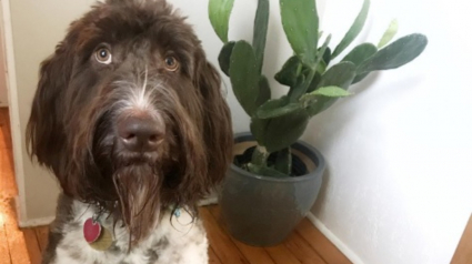 Illustration : Le récit insolite d'un chien dont l'encas assez spécial a coûté cher à ses maîtres